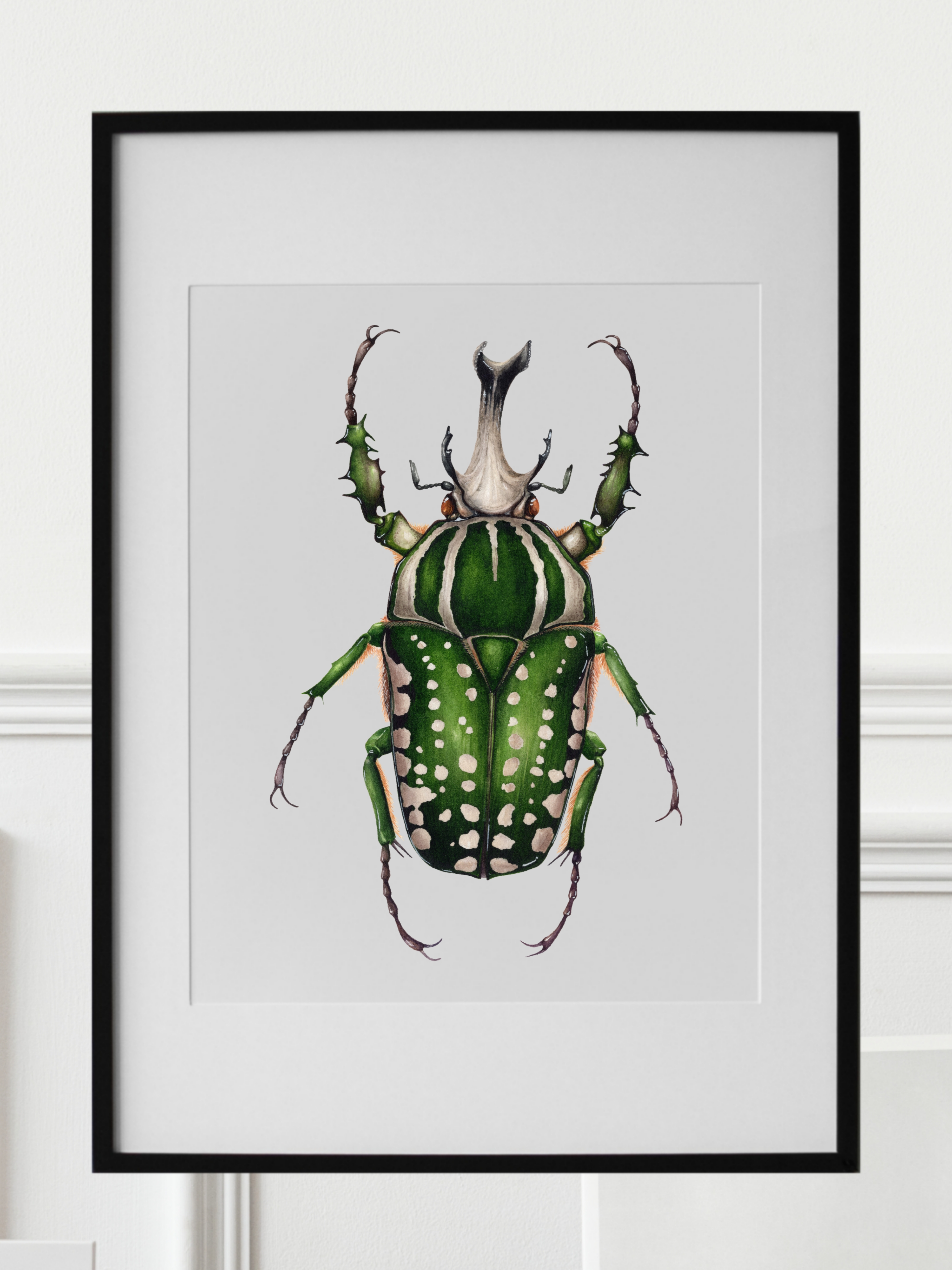 MECYNORHINA POLYPHEMUS male